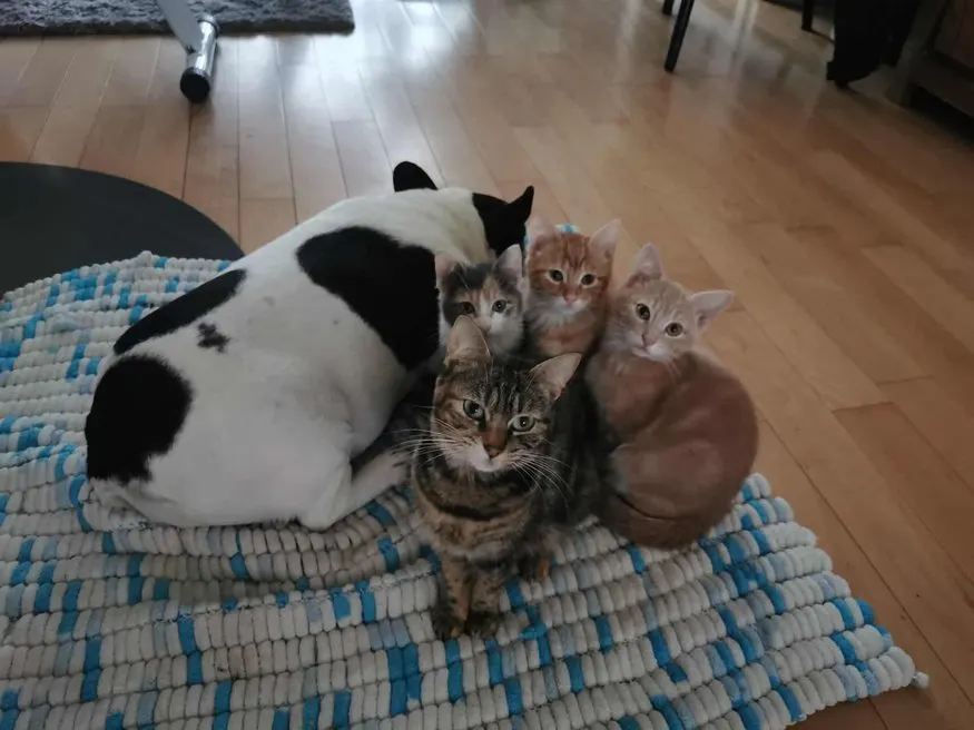 Animaux Bertin